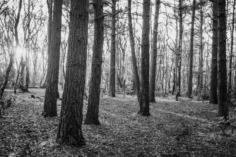 Long shadows in the autumnal sun