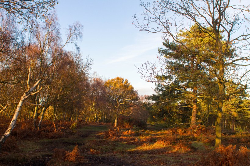 Trees bathed in autumnal sun