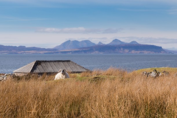 Ram basking in the afternoon sun